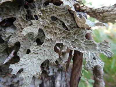 Lobaria pulmonaria