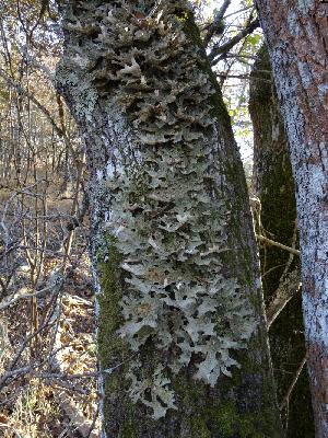 Lobaria pulmonaria