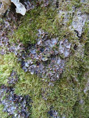 Lobaria scrobiculata