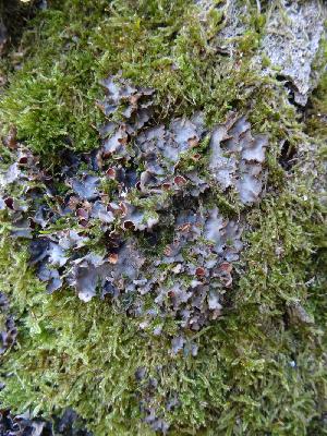 Lobaria scrobiculata