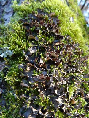 Lobaria scrobiculata
