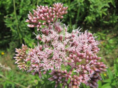 Eupatorium cannabinum