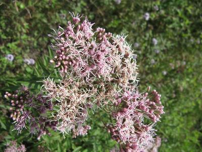 Eupatorium cannabinum