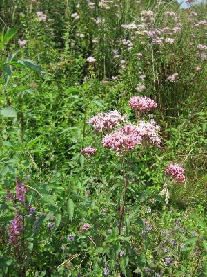 Eupatorium cannabinum