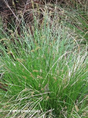 Carex paniculata