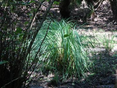 Carex paniculata