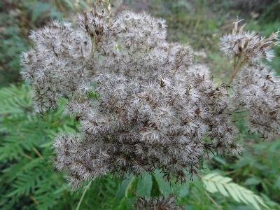 Eupatorium cannabinum