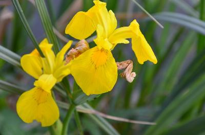 Iris pseudacorus