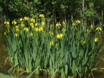 Iris pseudacorus