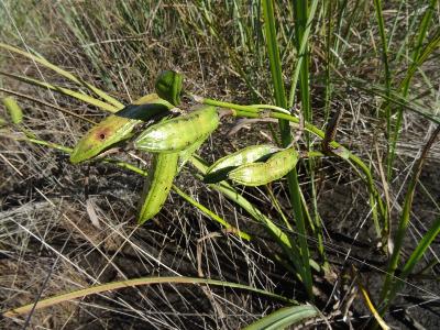Iris pseudacorus