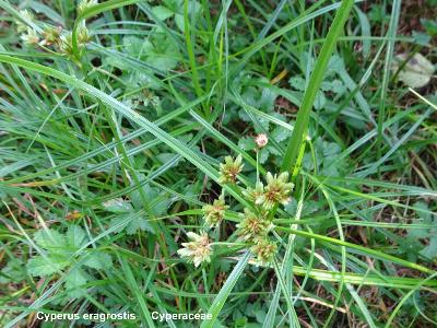 Cyperus eragrostis