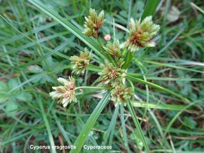 Cyperus eragrostis