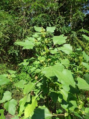 Xanthium orientale subsp. italicum