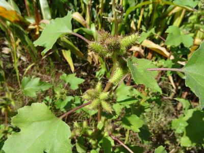 Xanthium orientale subsp. italicum