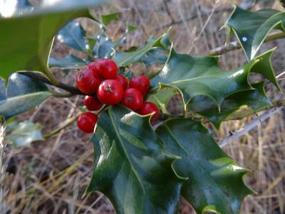 Ilex aquifolium
