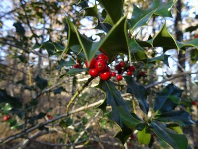 Ilex aquifolium