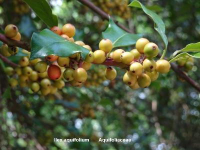Ilex aquifolium