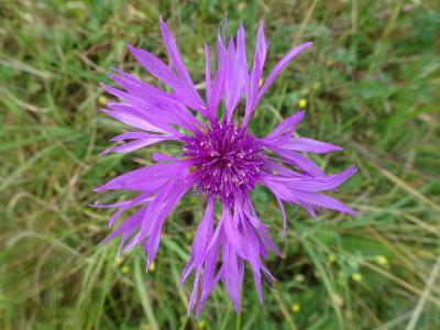 Centaurea thuillieri