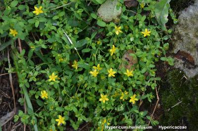 Hypericum humifusum