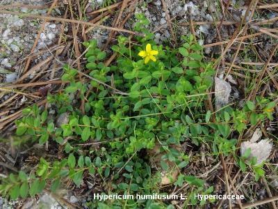 Hypericum humifusum