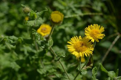 Pulicaria dysenterica