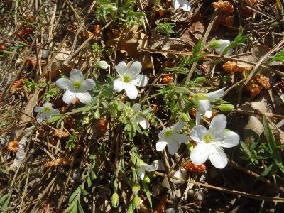Arenaria montana