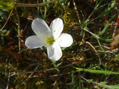 Arenaria montana