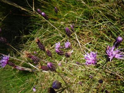Serratula tinctoria