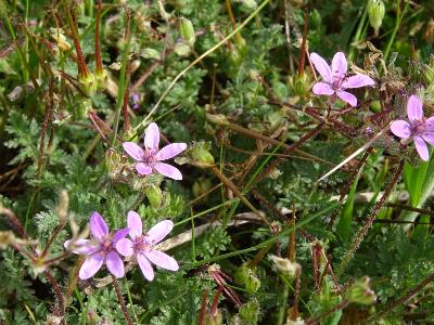Erodium cicutarium