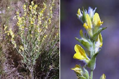 Anthyllis cytisoides