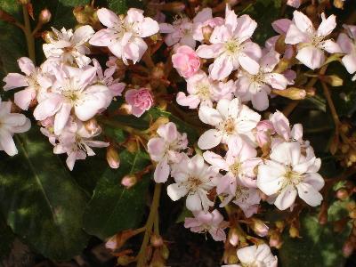 Rhaphiolepis  indica