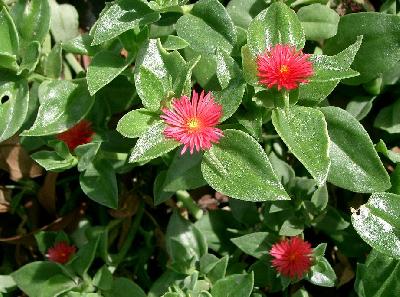 Aptenia cordifolia