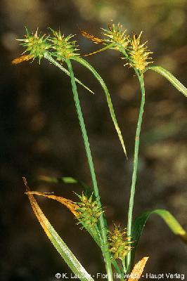 Carex demissa