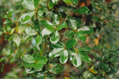 Quercus phillyreoides