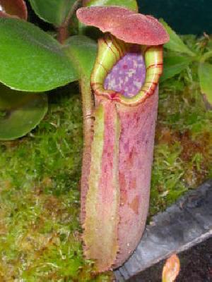 Nepenthes truncata