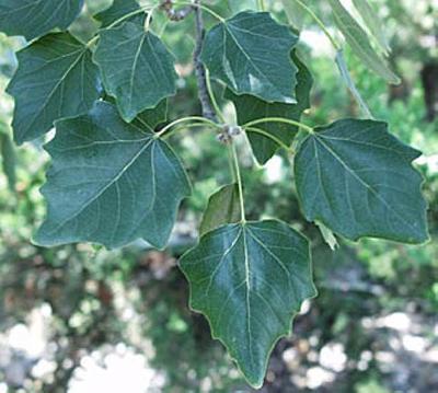 Populus alba