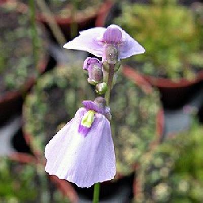 Utricularia dichotoma