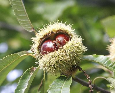 Castanea sativa