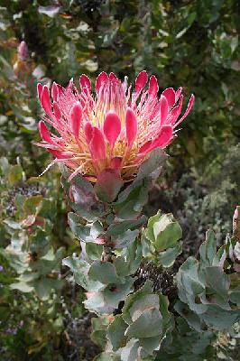 Protea eximia  (ex latifolia)