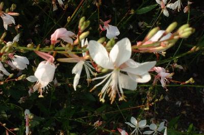 Gaura lindheimeri