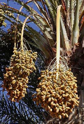 Phoenix dactylifera