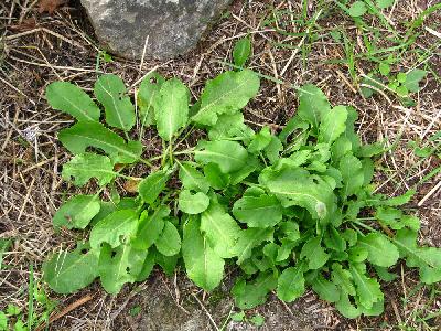 Rumex pulcher