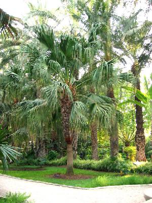 Livistona chinensis