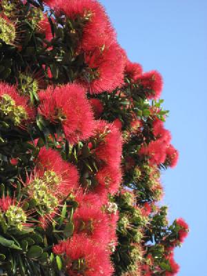 Metrosideros excelsa