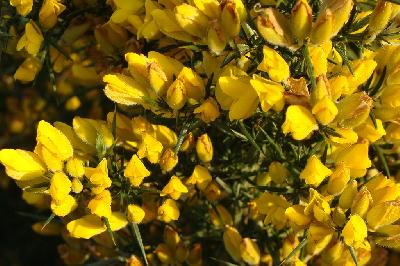 Ulex europaeus