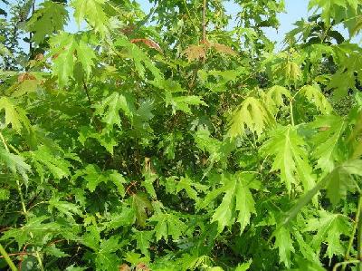 Acer saccharinum