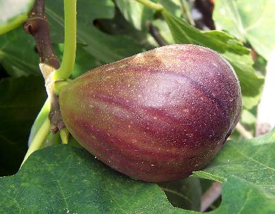 Ficus  carica