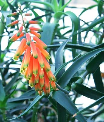 Aloe ciliaris