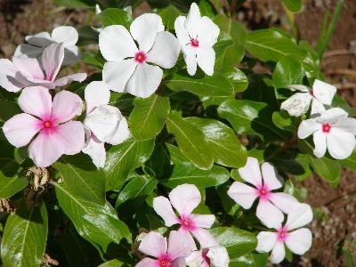 Catharanthus roseus