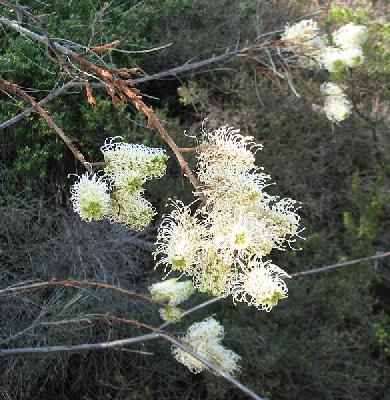 Grevillea leucopteris